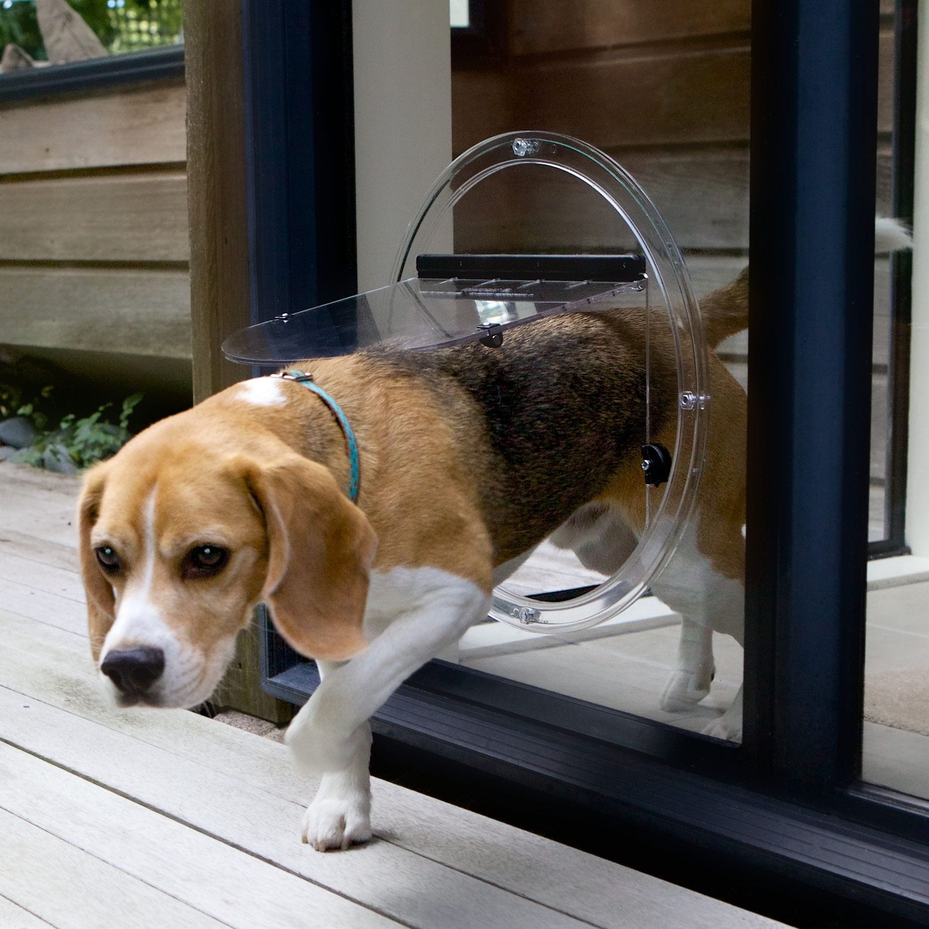 which dog flap is best